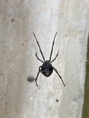 Latrodectus cinctus