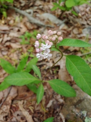 Asclepias quadrifolia