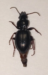 Cyclotrachelus