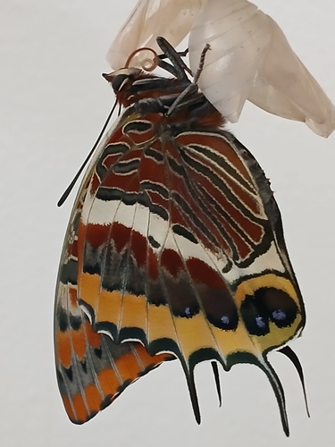 Two-tailed Pasha