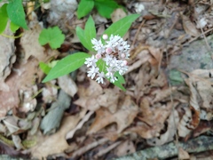 Asclepias quadrifolia