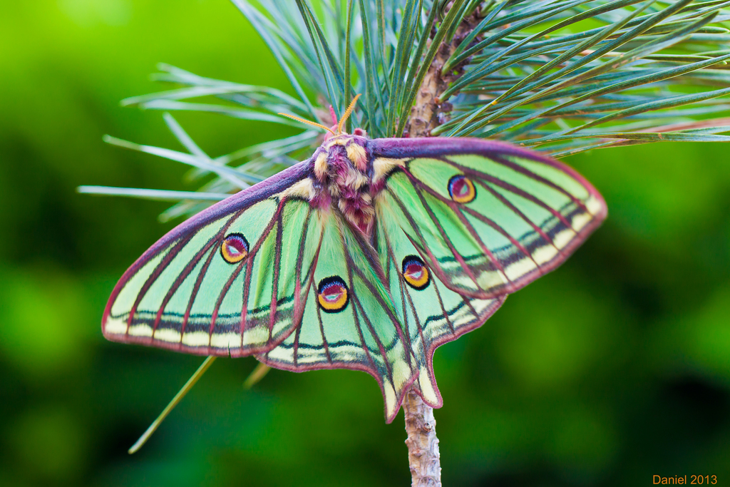 Spanish Moon Moth (Graellsia isabellae) · iNaturalist