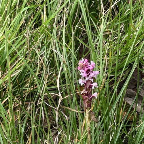 Satyrium nepalense observed 2026-09-28