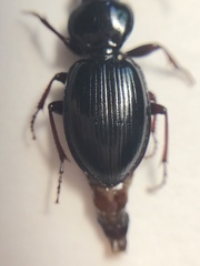 Cyclotrachelus