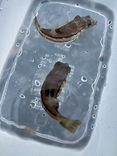 Canthigaster rivulata observed 2026-10-18