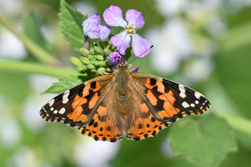 Painted Lady