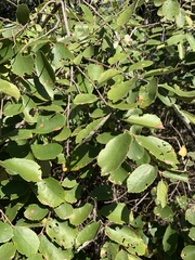 Grewia monticola