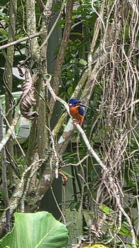 Alcedo meninting observed 2026-10-18