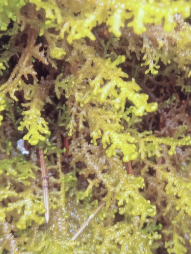 Ptilidium ciliare observed 2026-10-16