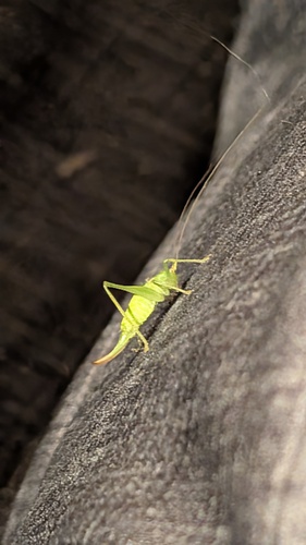 Southern Oak Bush-cricket