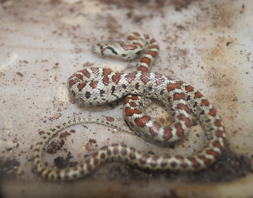 European Ratsnake, photo 4 of 7