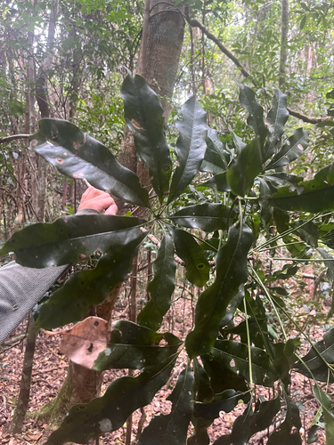 Argyrodendron actinophyllum, 2026-10-10