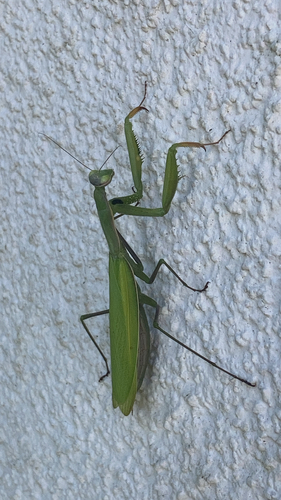 European Mantis