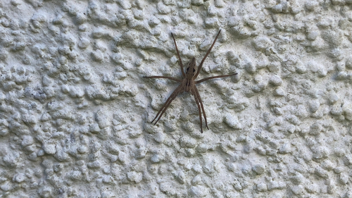 European Nursery Web spider