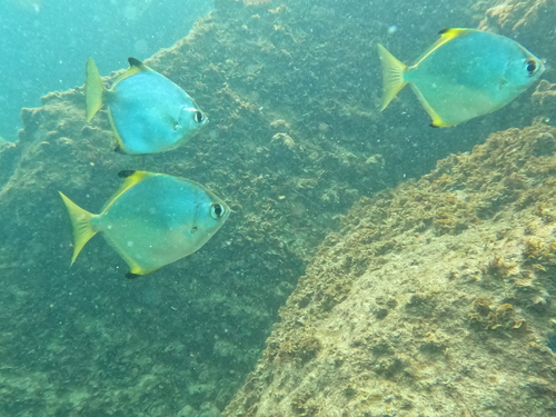 Monodactylus argenteus observed 2026-10-18