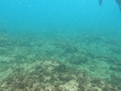Pomacentrus coelestis observed 2026-10-18