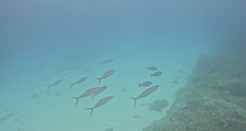 Elagatis bipinnulata observed 2026-10-11