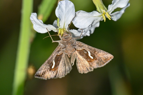 Dewick's Plusia
