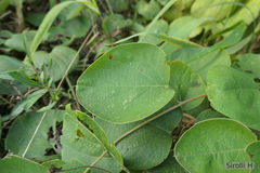 Stigmaphyllon bonariense