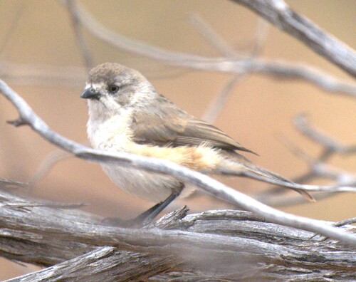 Aphelocephala leucopsis, 2026-10-11