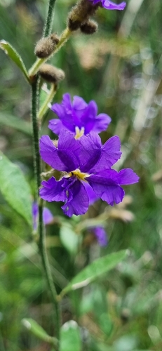 Dampiera purpurea observed 2026-10-18