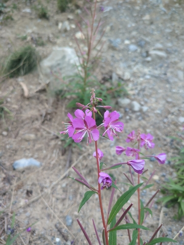 fireweed