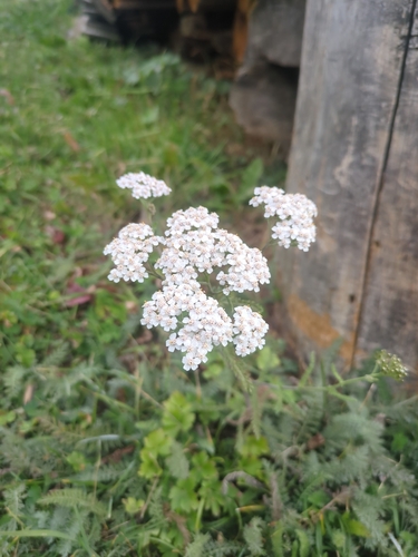 common yarrow