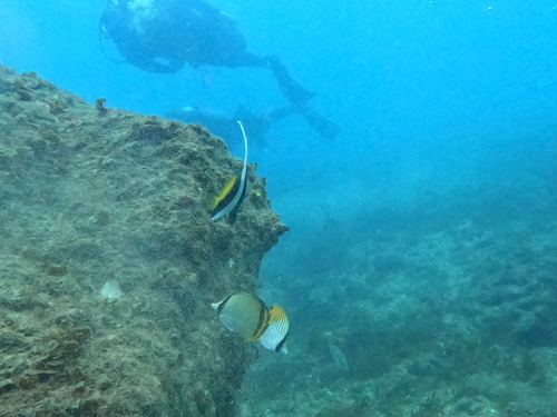 Heniochus acuminatus observed 2026-10-18