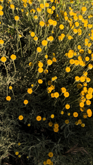 Santolina chamaecyparissus