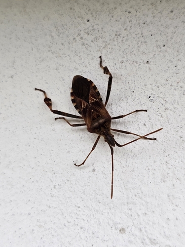 Western Conifer Seed Bug