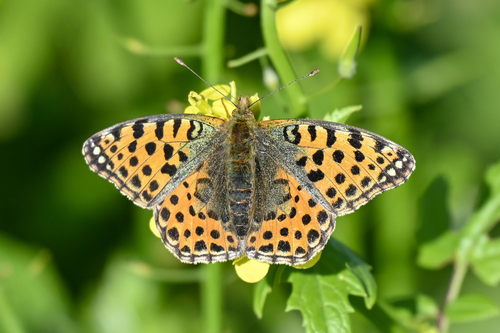Queen of Spain Fritillary