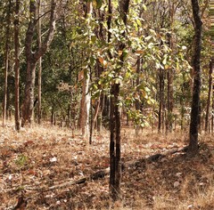 Semecarpus anacardium