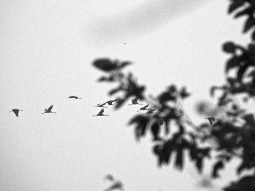 Common Crane