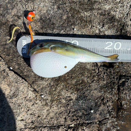 Lagocephalus lunaris observed 2026-10-18
