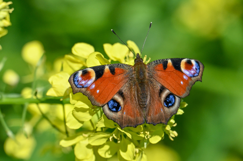 European Peacock Butterfly