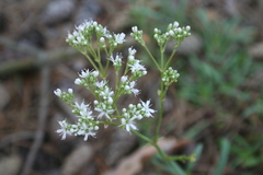 Gypsophila fastigiata