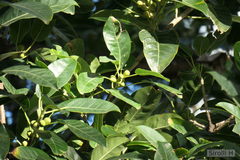 Ficus luschnathiana
