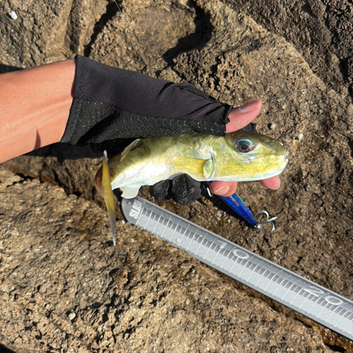 Lagocephalus lunaris observed 2026-10-18
