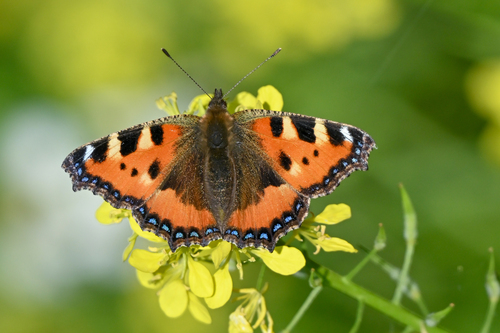 Small Tortoiseshell