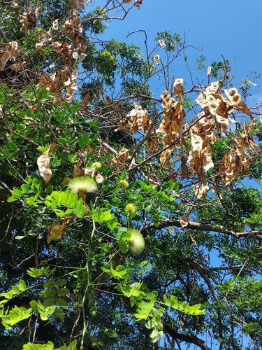 Albizia lebbeck observed 2026-10-18