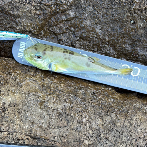Lagocephalus lunaris observed 2026-10-18