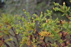 Hypericum cuatrecasii