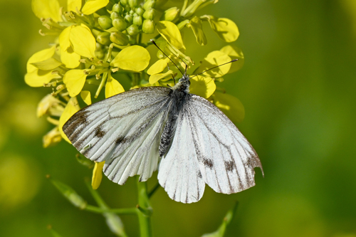 Green-veined White