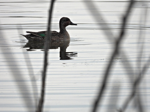 Green-winged Teal