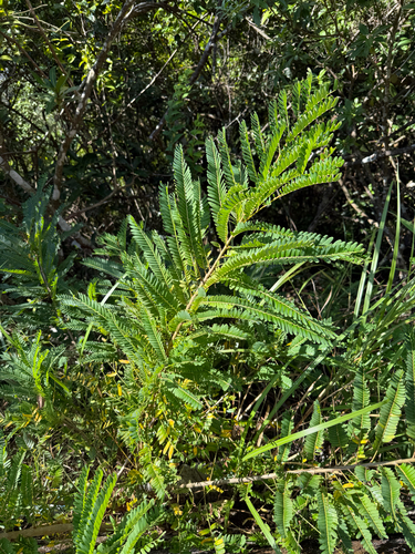 Phyllanthus emblica observed 2026-10-18