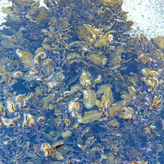 Sargassum incisifolium