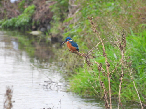 Common Kingfisher