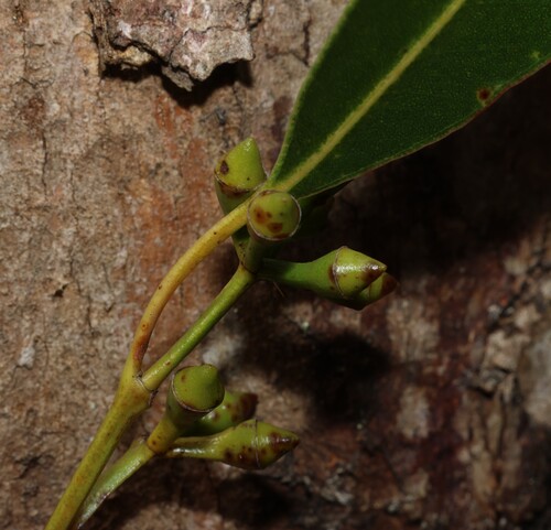 Eucalyptus punctata observed 2026-10-18