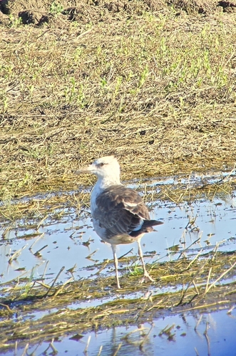 Lesser Black-backed Gull
