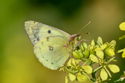 Pale Clouded Yellow